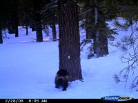 wolverine in the Tahoe National Forest